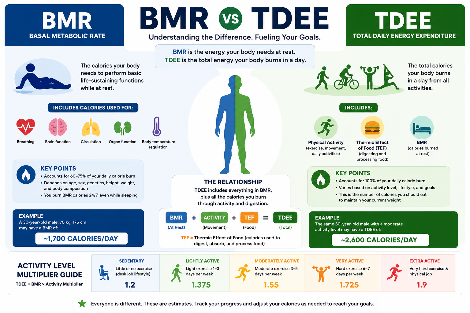 BMR vs TDEE comparison showing resting calories, activity calories, and total daily energy expenditure.